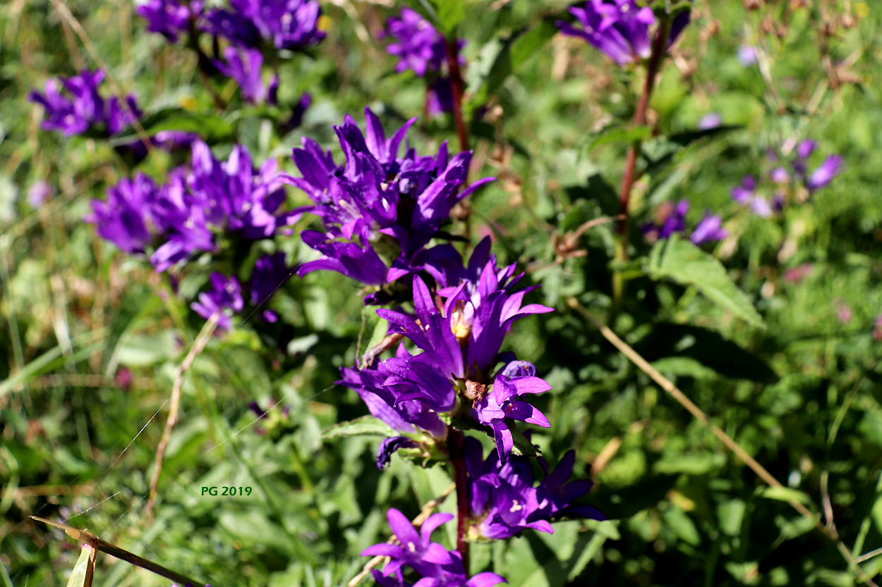 Campanules Agglomerees