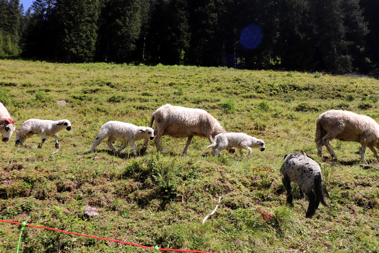 14. MOUTONS MASQUES