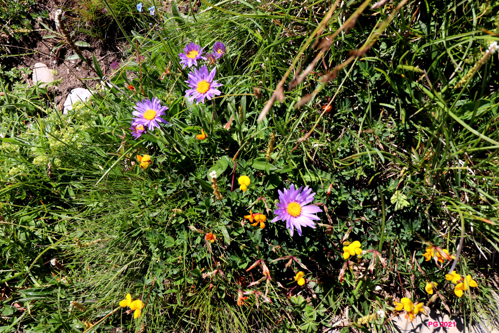 Asters