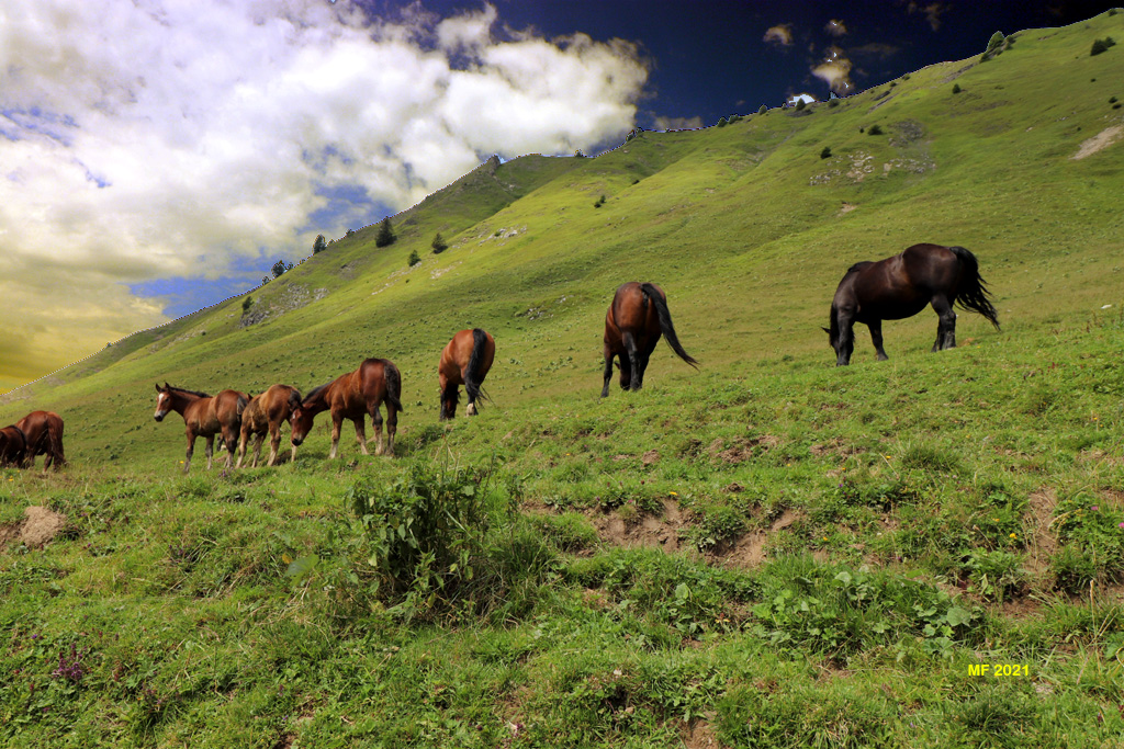 Descente Golese Chevaux1