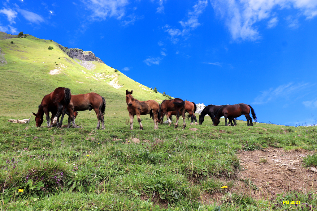 Descente Golese Chevaux2