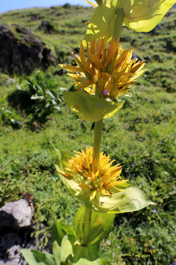 Gentiane jaune