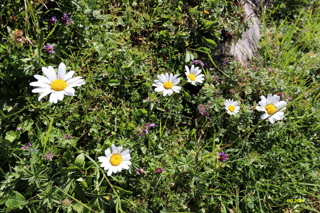 Tapis de fleurs02