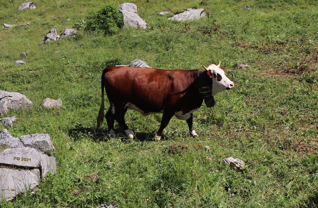 Vache de Bostan2